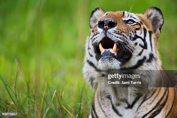 bengal tiger - bandhavgarh national park stock pictures, royalty-free photos & images