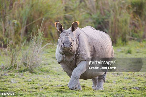 indian rhinoceros - great indian rhinoceros stockfoto's en -beelden