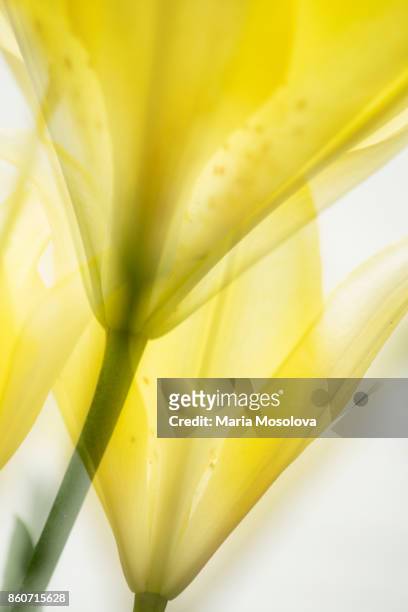 yellow asiatic lily close-up - asiatic lily - fotografias e filmes do acervo