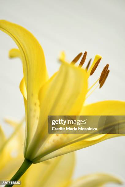 yellow asiatic lily close-up - asiatic lily stock pictures, royalty-free photos & images