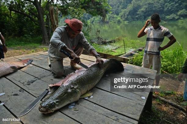 Fishermen clean a recenly catched arapaima, also known as pirarucu, in the Western Amazon region near Volta do Bucho in the Ituxi Reserve on...