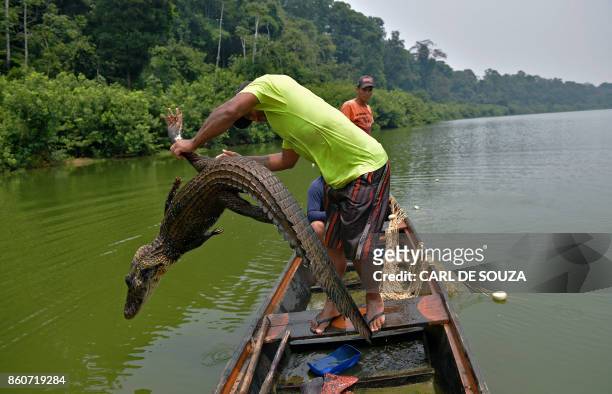 Fishermen, throw back to the water a dead caiman, trapped in their net as they fished for arapaima, also known as pirarucu in the Western Amazon...