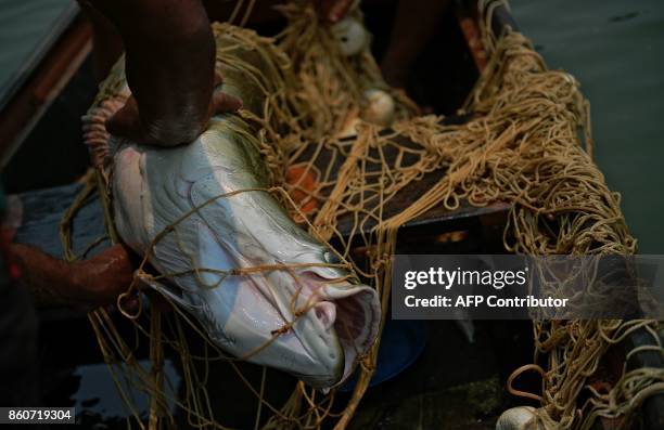 Fisherman Edmilson Ferreira hauls in his net after fishing an arapaima, also known as pirarucu in the Western Amazon region near Volta do Bucho in...