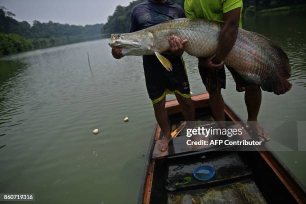 Fishermen hold a recenly catched arapaima, also known as pirarucu in the Western Amazon region near Volta do Bucho in the Ituxi Reserve on September...