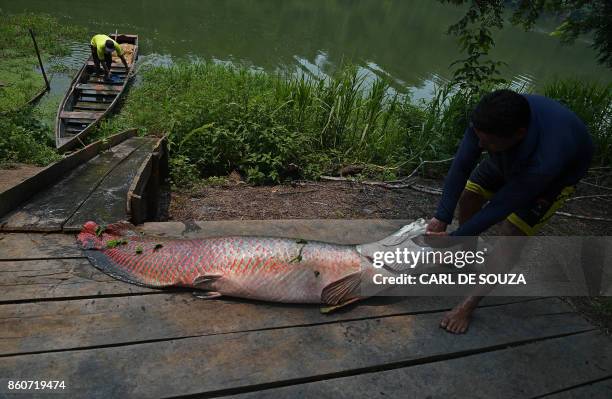 Fishermen drag to a dock a recenly catched arapaima, also known as pirarucu, in the Western Amazon region near Volta do Bucho in the Ituxi Reserve on...