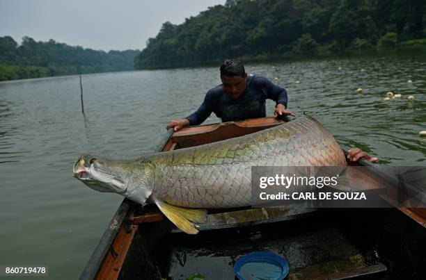 Fishermen load a recenly catched arapaima, also known as pirarucu, onto their boat in the Western Amazon region near Volta do Bucho in the Ituxi...