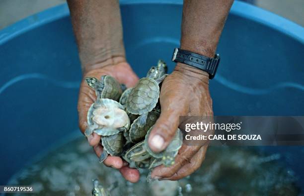Volunteer conservationist, holds recently hatched baby turtles near Volta do Bucho in the Western Amazon region, on September 19, 2017. - A team of...