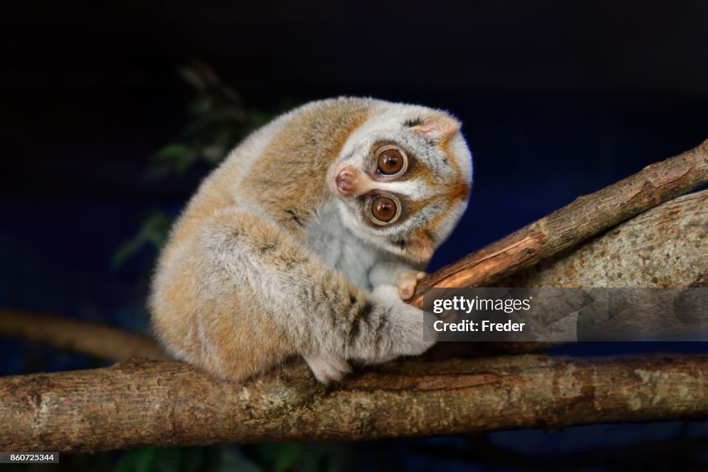 Loris paresseux