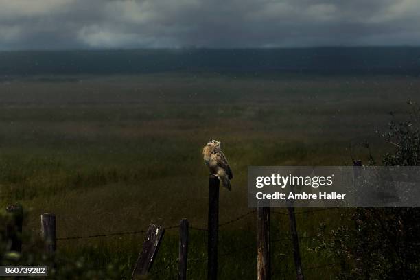 great horned owlet looking up with his eyes closed enjoying a sun shower - rain owl stock pictures, royalty-free photos & images