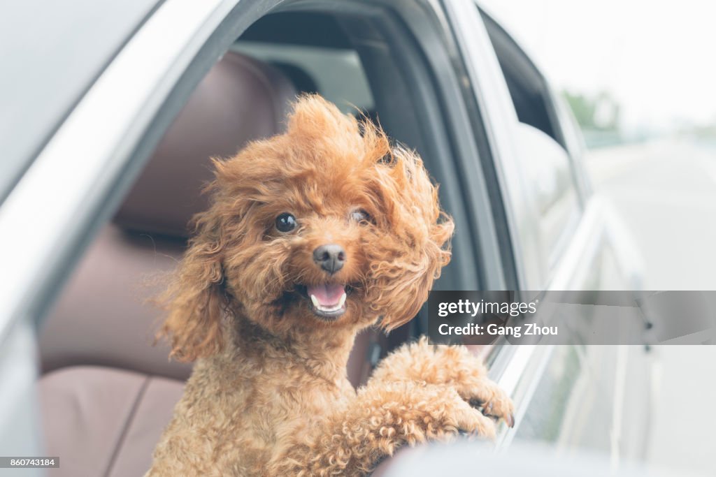 Puppy teddy riding in car with head out window