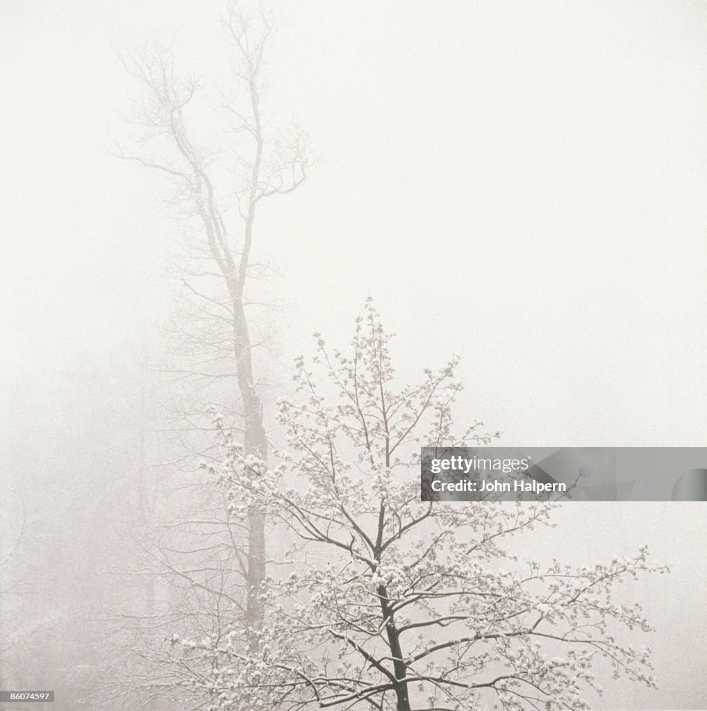 Trees in fog