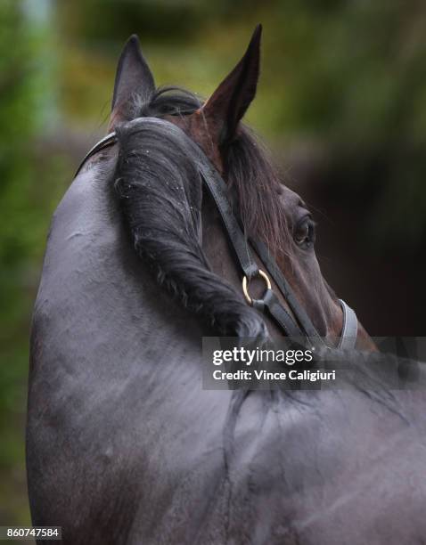 Mr Sneaky from the Anthony Freedman stable is seen after having a swim during a Trackwork Session at Flemington Racecourse on October 13, 2017 in...