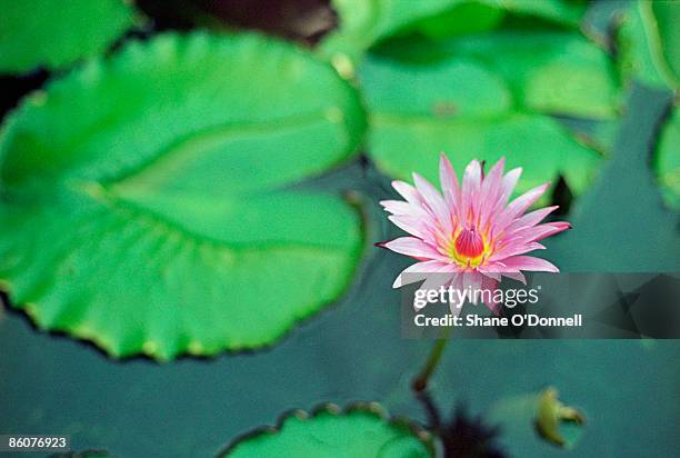 water lily - lily o donnell stock-fotos und bilder