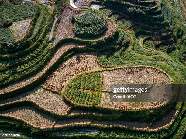 Aerial view of Longsheng Rice Terrace after the harvest on September 16, 2017 in Guilin, Guangxi Zhuang Autonomous Region of China.