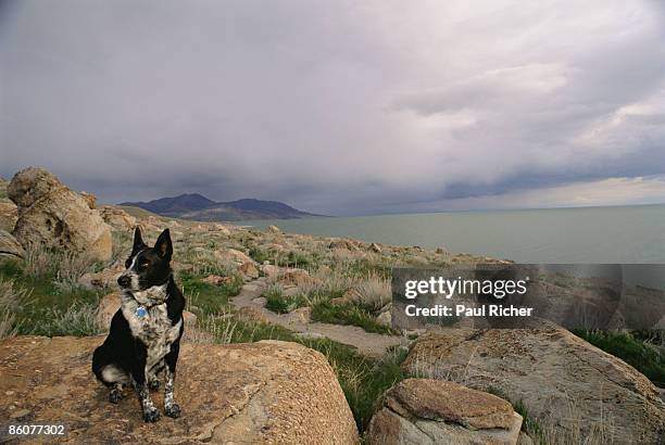dog sitting on antelope island, great salt lake, utah - ilha de antelope imagens e fotografias de stock