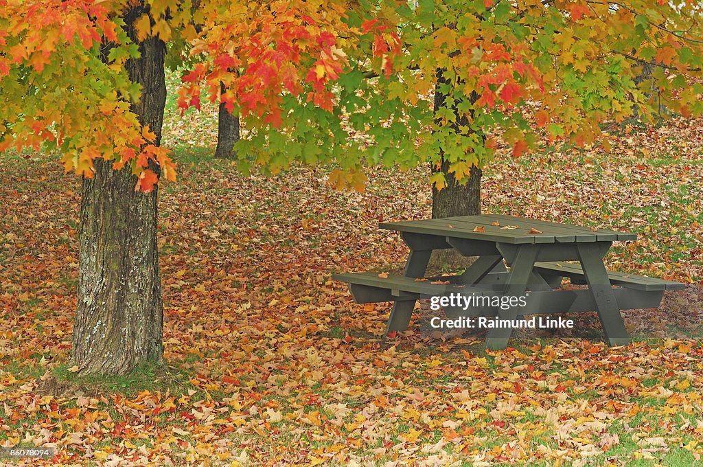 , Picnic table and tree in autumn , New Hampshire ,