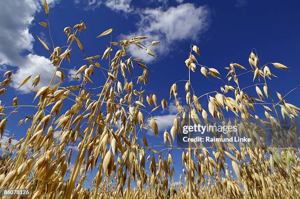 oats in field - avena stock pictures, royalty-free photos & images