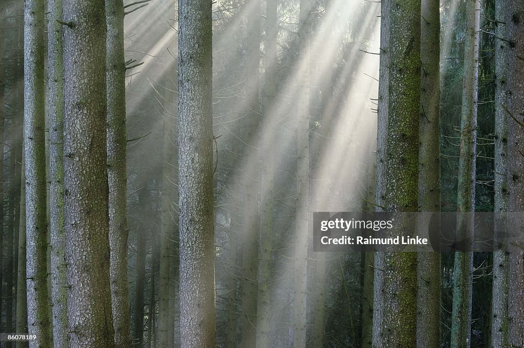 Sunbeams in forest, Bavaria, Germany