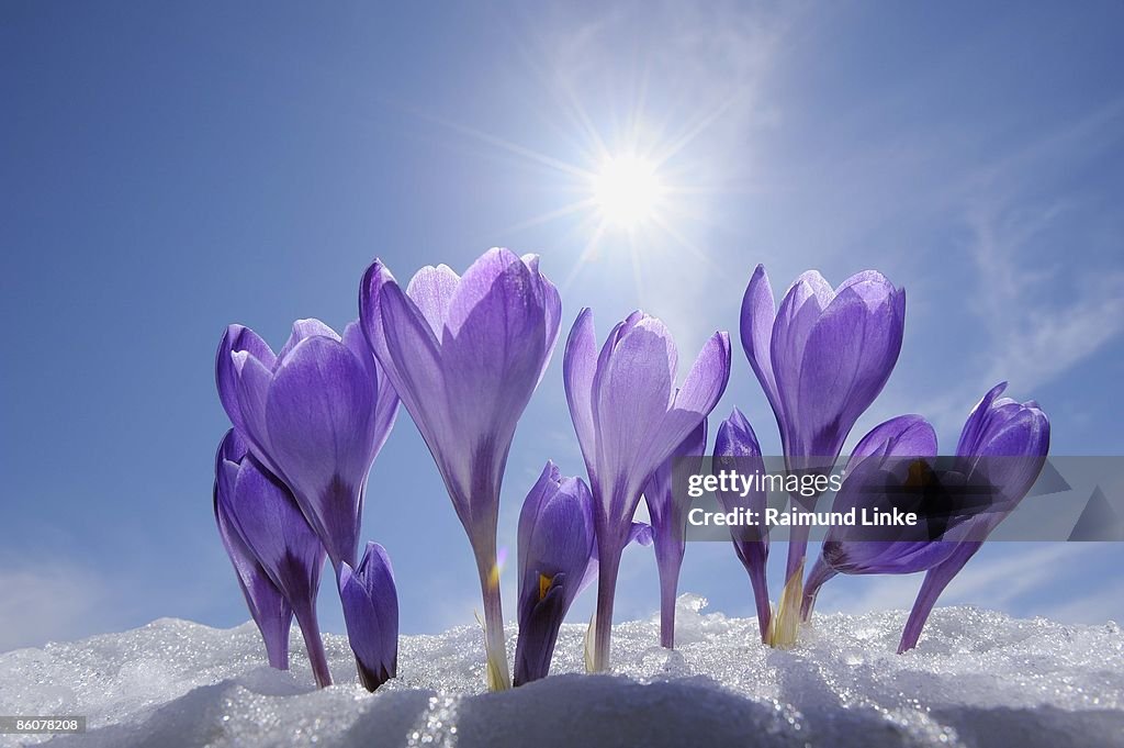 Crocuses in snow, Bavaria, Germany
