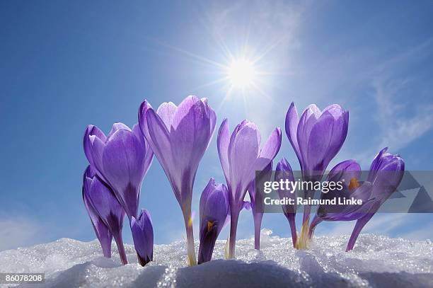 crocuses in snow, bavaria, germany - purple flowers stock pictures, royalty-free photos & images