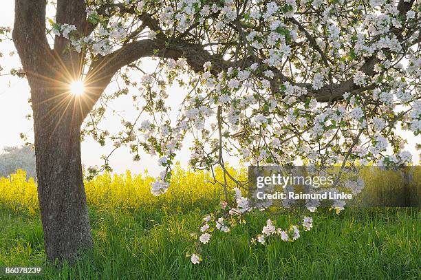 blooming apple tree in rapeseed field, franconia, bavaria, germany - bloesem stockfoto's en -beelden
