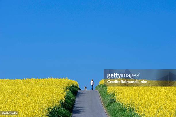 woman walking dog in rapeseed fields - colza foto e immagini stock