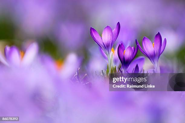 violets in field - violette photos et images de collection