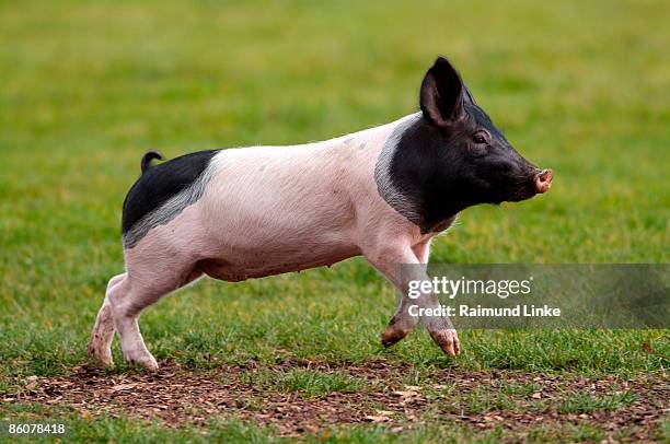 piglet frolicking - piglet stock pictures, royalty-free photos & images