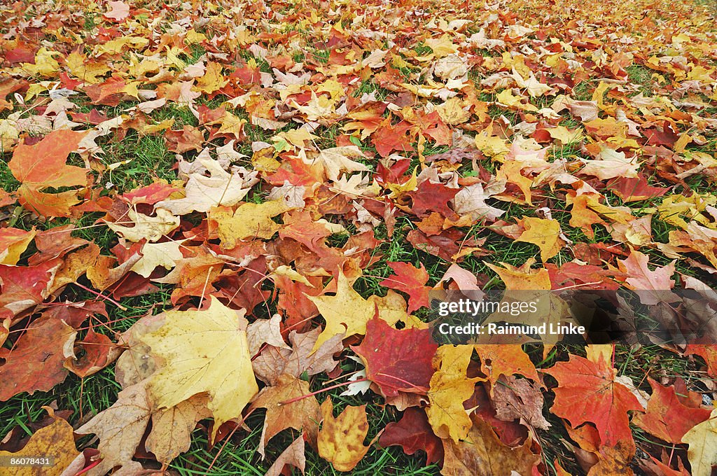 Maple leaves on ground