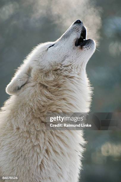 arctic wolf howling - howling stock pictures, royalty-free photos & images