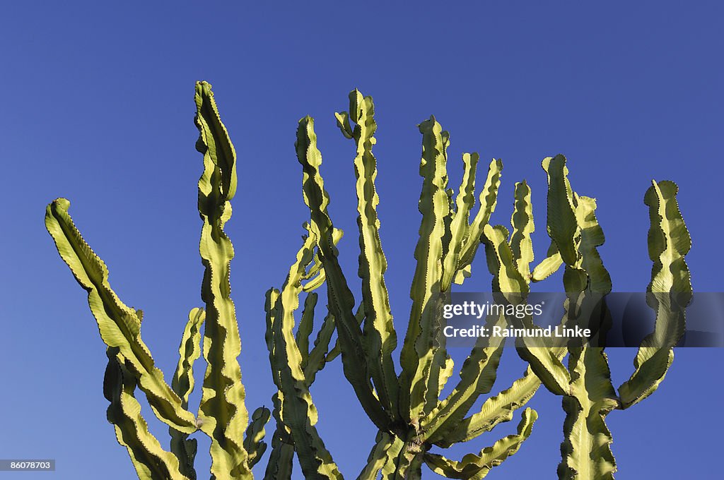 Cactus and blue sky