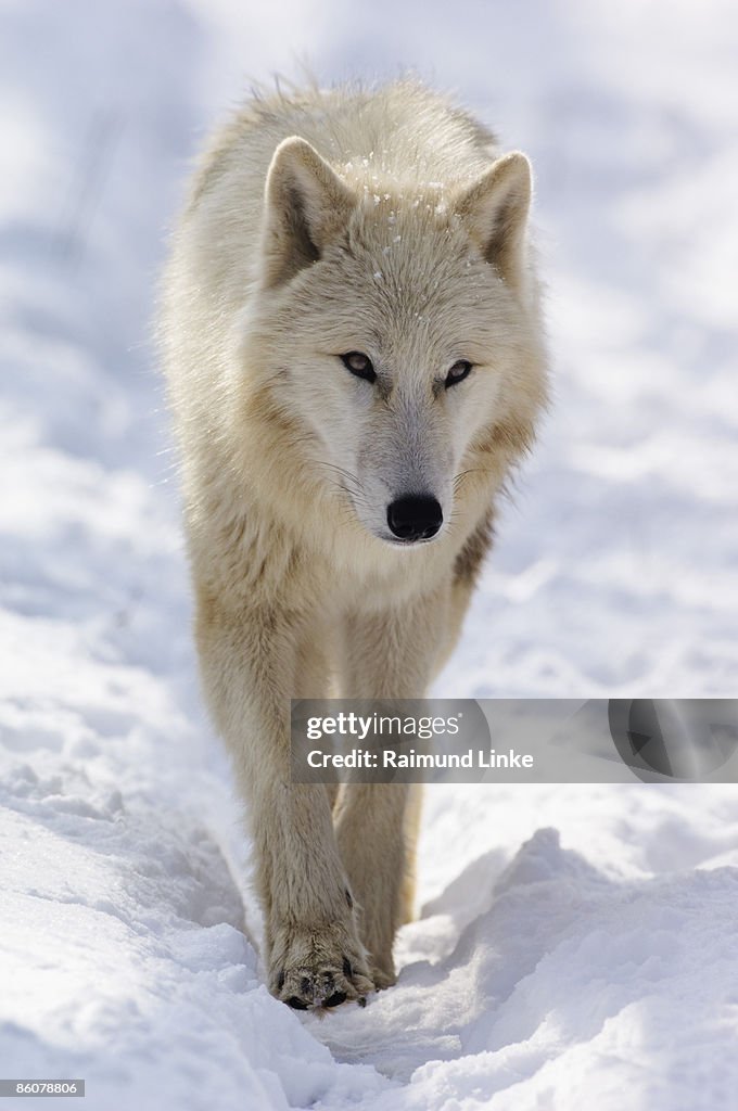 Wolf walking in snow