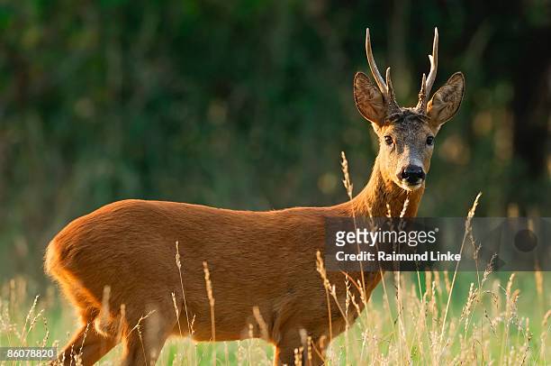 deer standing in field - reh stock-fotos und bilder