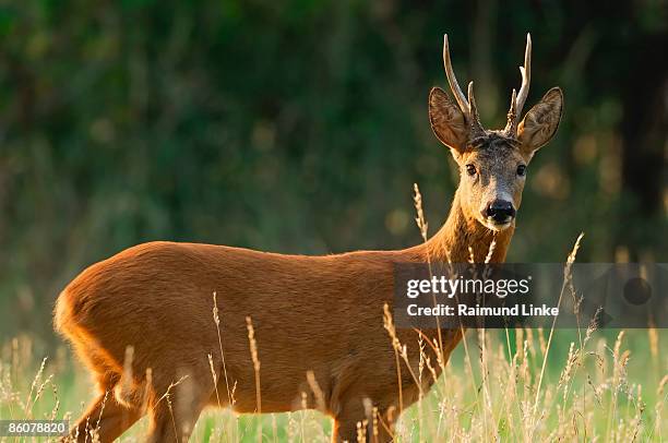 deer standing in field - roe deer fotografías e imágenes de stock