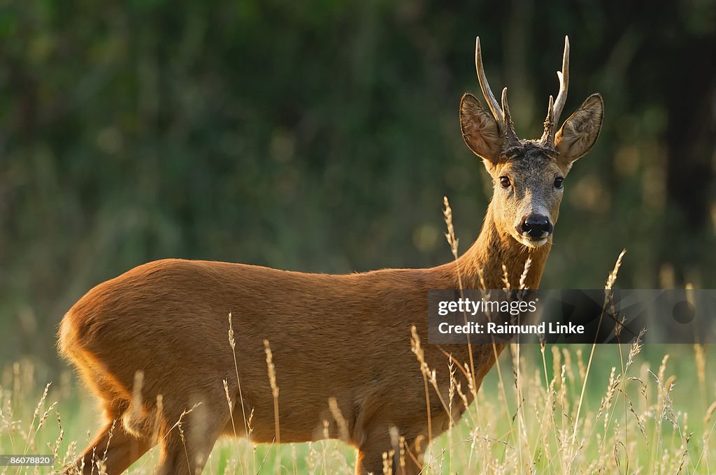 Deer standing in field