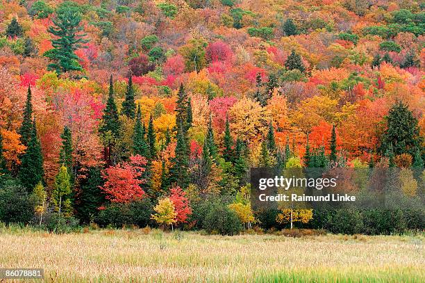 , forest in autumn , algonquin provincial park , ontario , canada , - rural ontario canada stock pictures, royalty-free photos & images