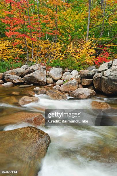 , river and trees in autumn , white mountain national forest , new hampshire , - white mountain nationalforst stock-fotos und bilder