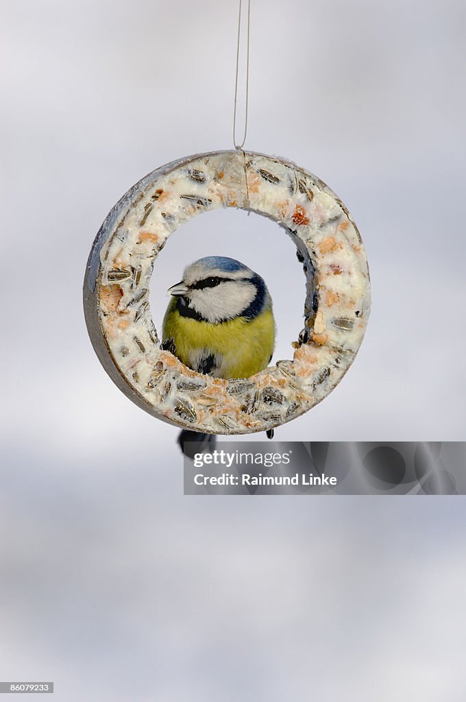 Blue tit bird