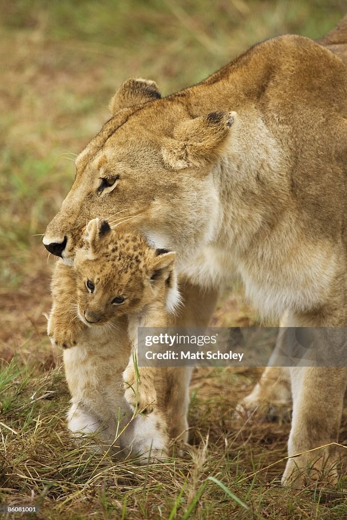 Lioness carrying cub, Masai Mara National Reserve, Kenya, Africa