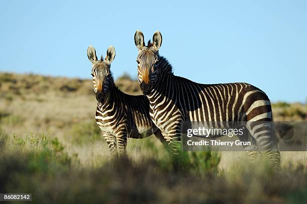 zebras, south africa - mountain zebra national park stock-fotos und bilder