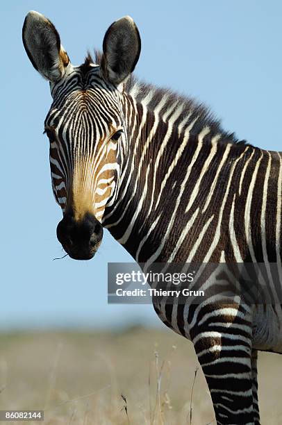 zebra, south africa - mountain zebra national park stock-fotos und bilder