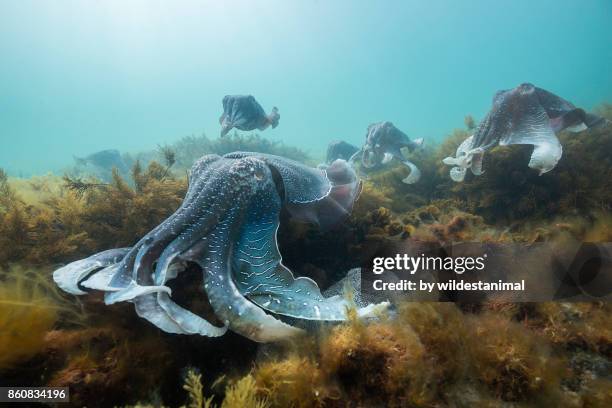 large male australian giant cuttlefish protecting his female from other males as she tries to lay her eggs,whyalla, south australia. - cuttlefish stock pictures, royalty-free photos & images