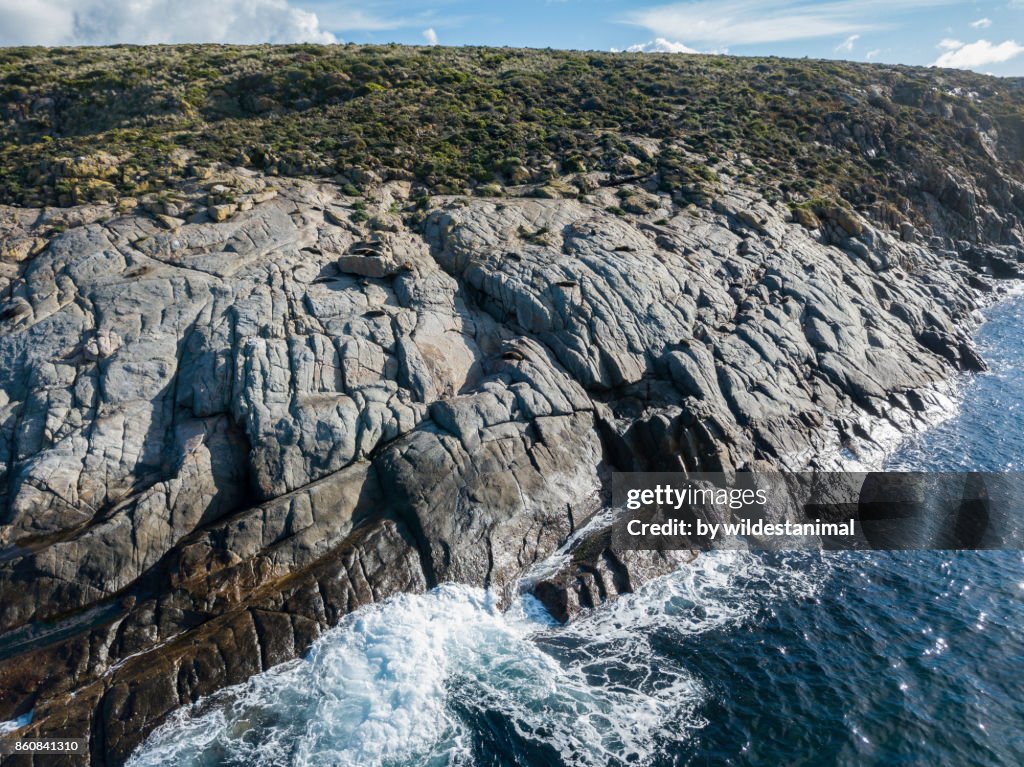 Aerial view of north Neptune Island showing fur seals and sea lions resting in the afternoon sun, Neptune Islands, South Australia.