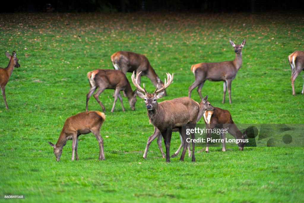 Bull deer Standing among female deer in October during mating season, In the Gruyere region of Switzerland