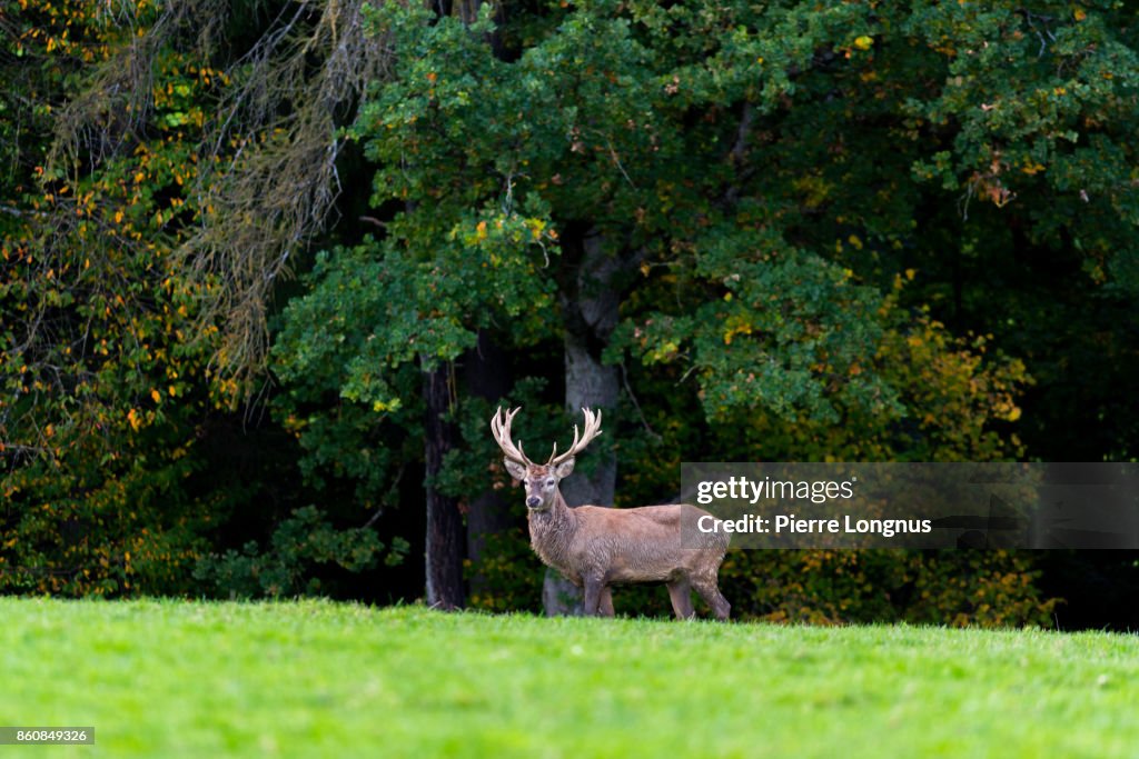 Bull deer standing at the edge of a forest in October looking at the camera, Gruyère region of Switzerland