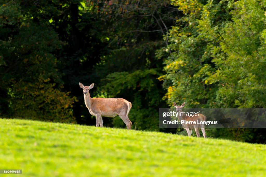 Female deer [doe]and fawn Standing on the top of the hill at the edge of the forest in autumn- Gruyere region - Switzerland