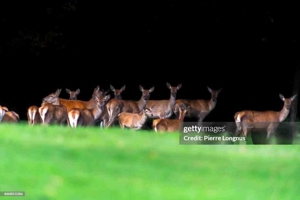 Group of female deer Standing on the edge of a deep and dark contrasty forest - the Gruyere region of Switzerland