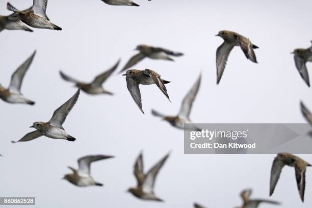 Golden Plover take off as a Peregrine Falcon passes overhead at the Kent Wildlife Trust's Oare Marshes in the Thames Estuary on October 13, 2017 in...