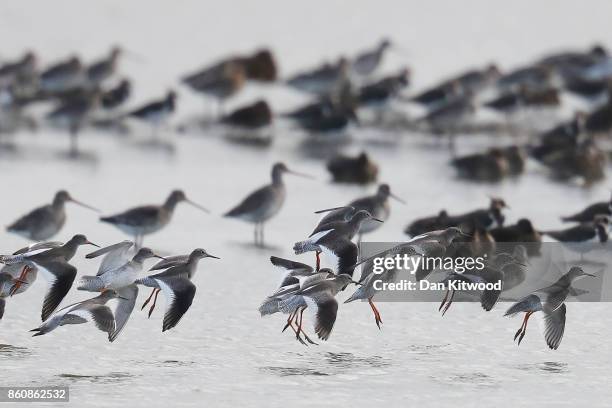 Redshanks land at the Kent Wildlife Trust's Oare Marshes in the Thames Estuary on October 13, 2017 in Faversham, England.