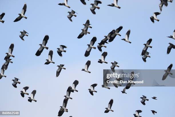 Lapwing take off as a Peregrine Falcon passes overhead at the Kent Wildlife Trust's Oare Marshes in the Thames Estuary on October 13, 2017 in...